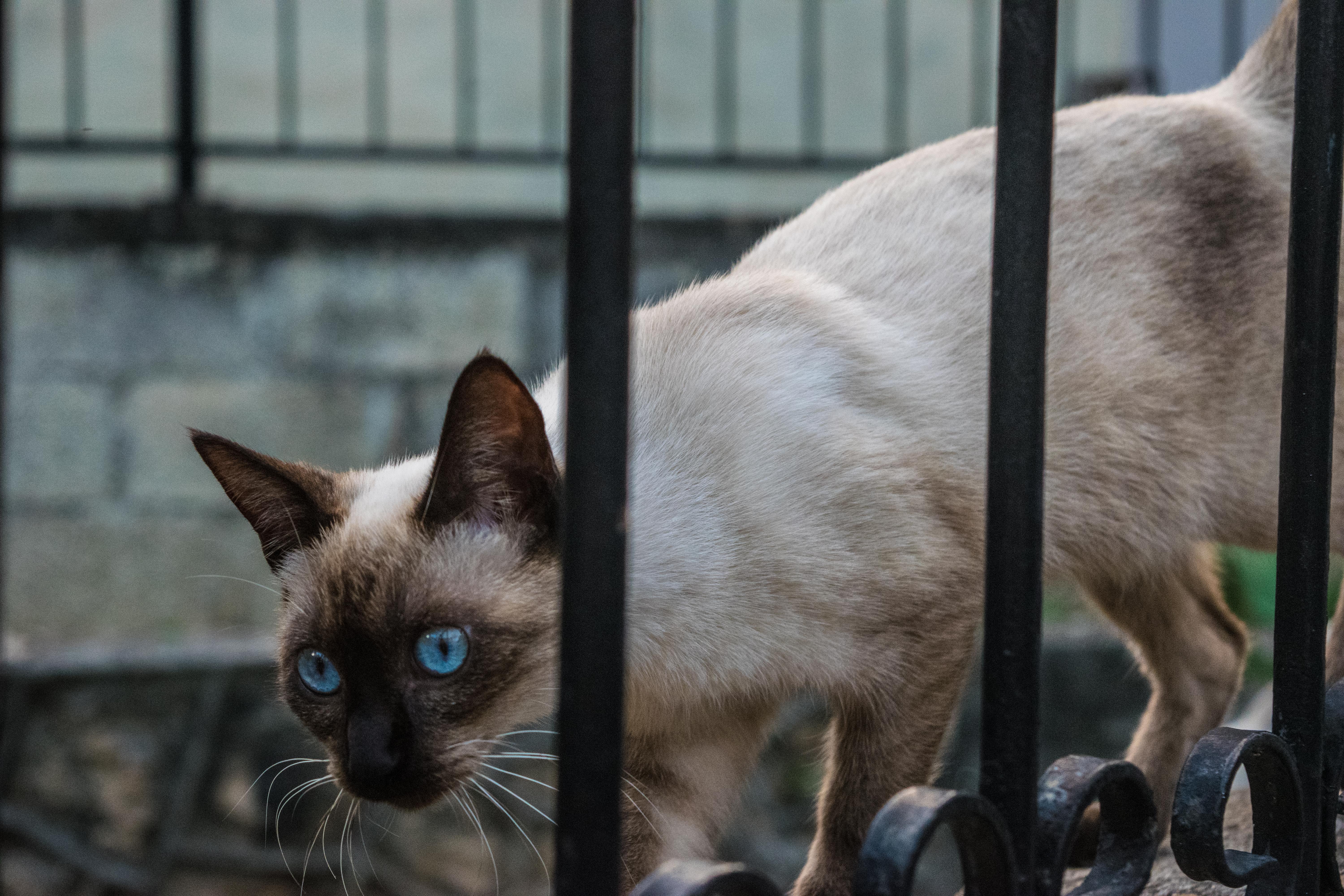 street cat in Cancun