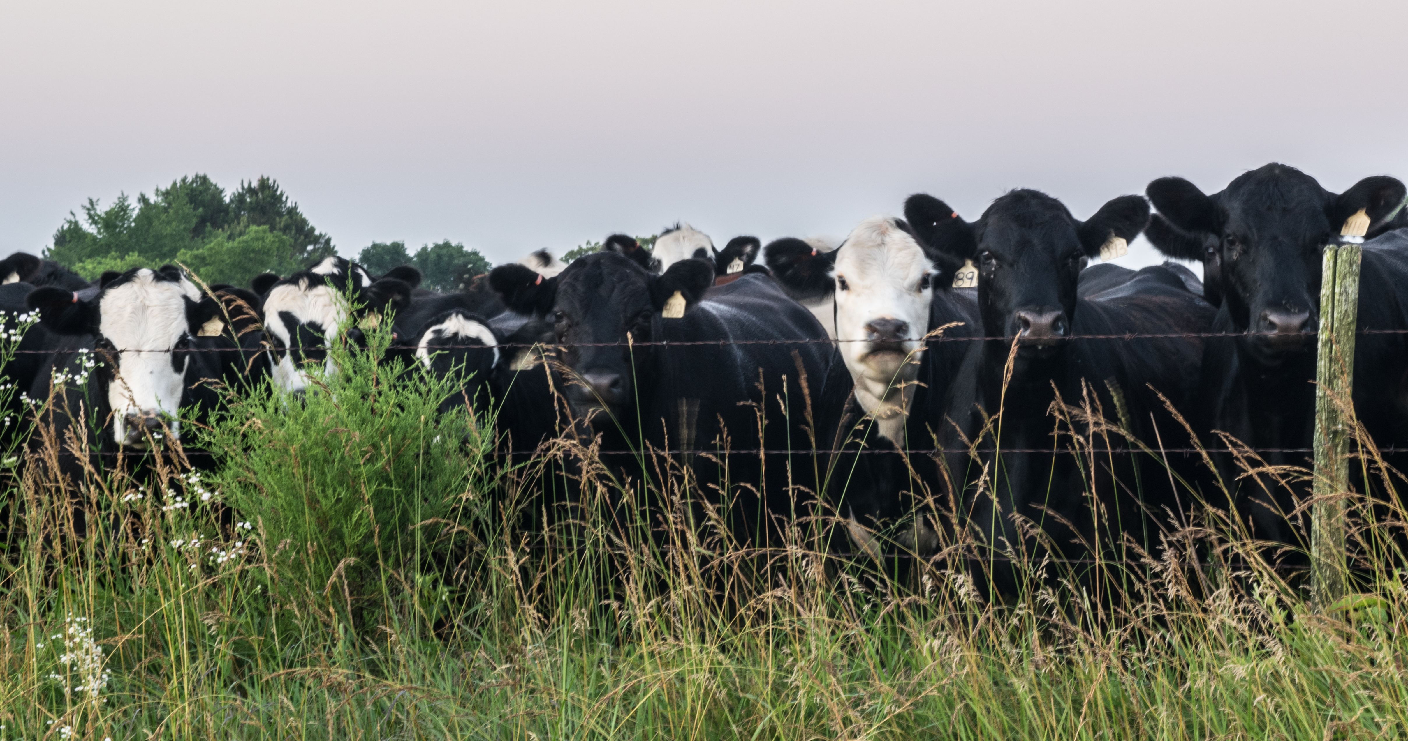 cows being curious