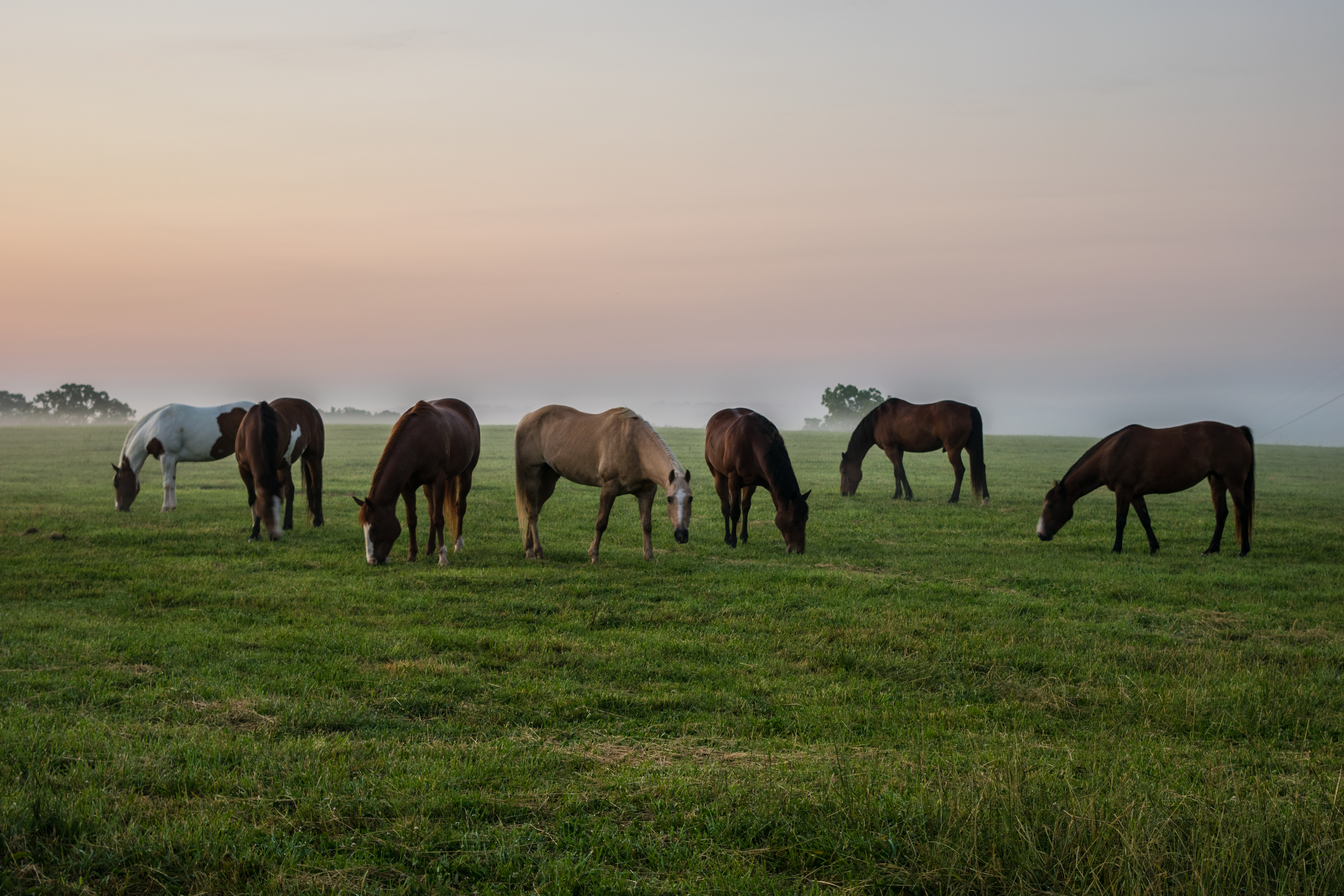 horses in the morning