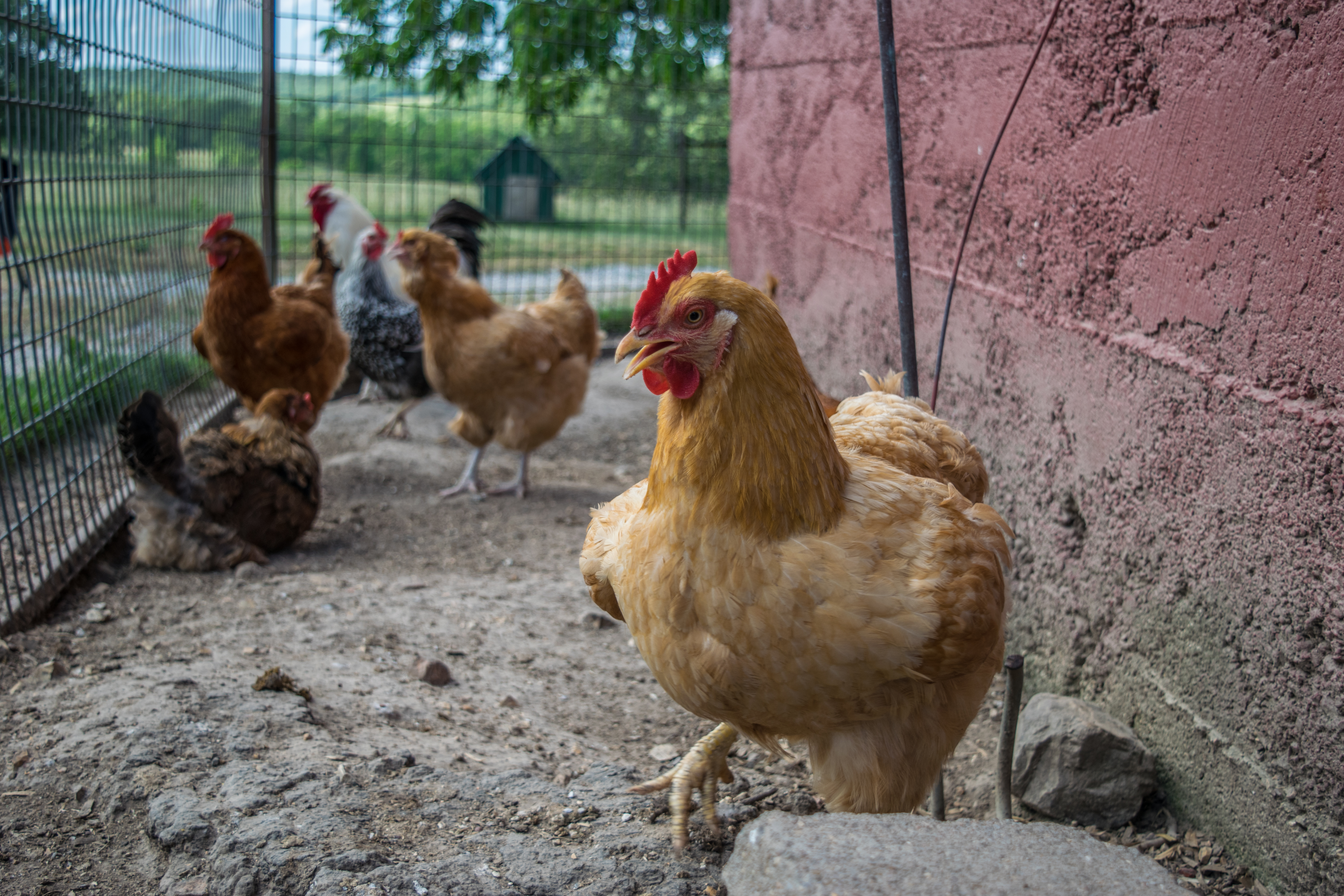 chickens at the coop