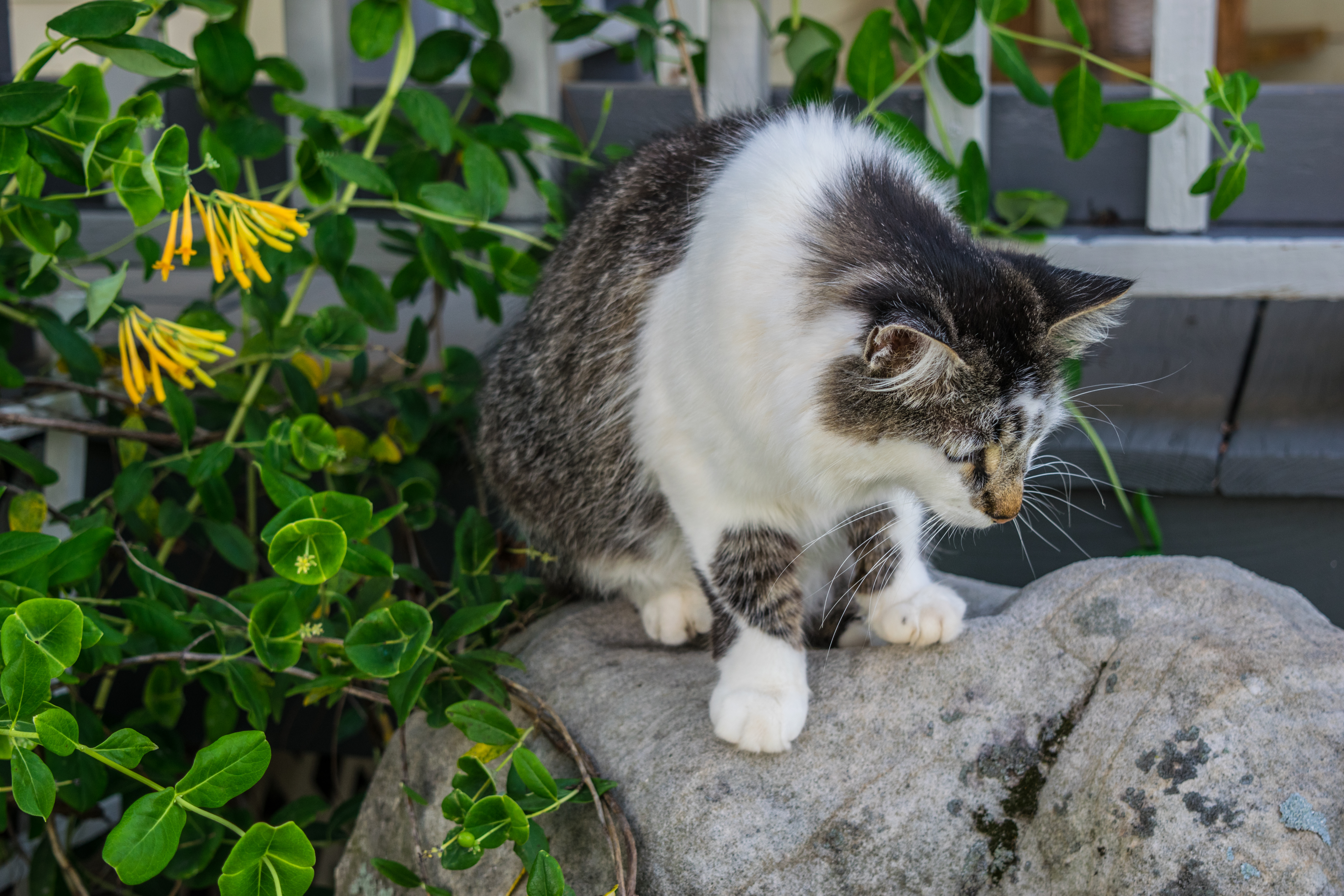 Smokey the cat