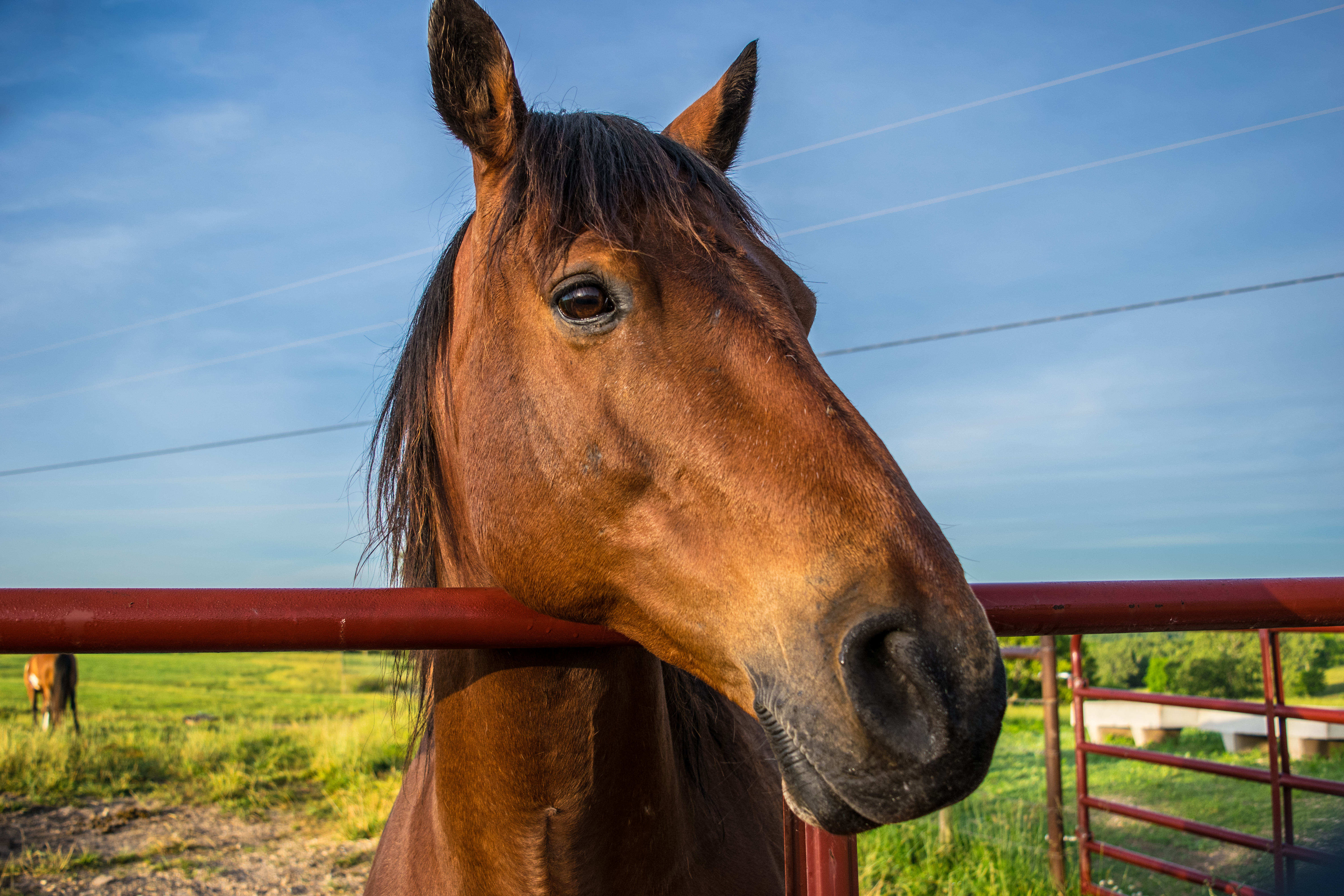 horse on the missouri ranch