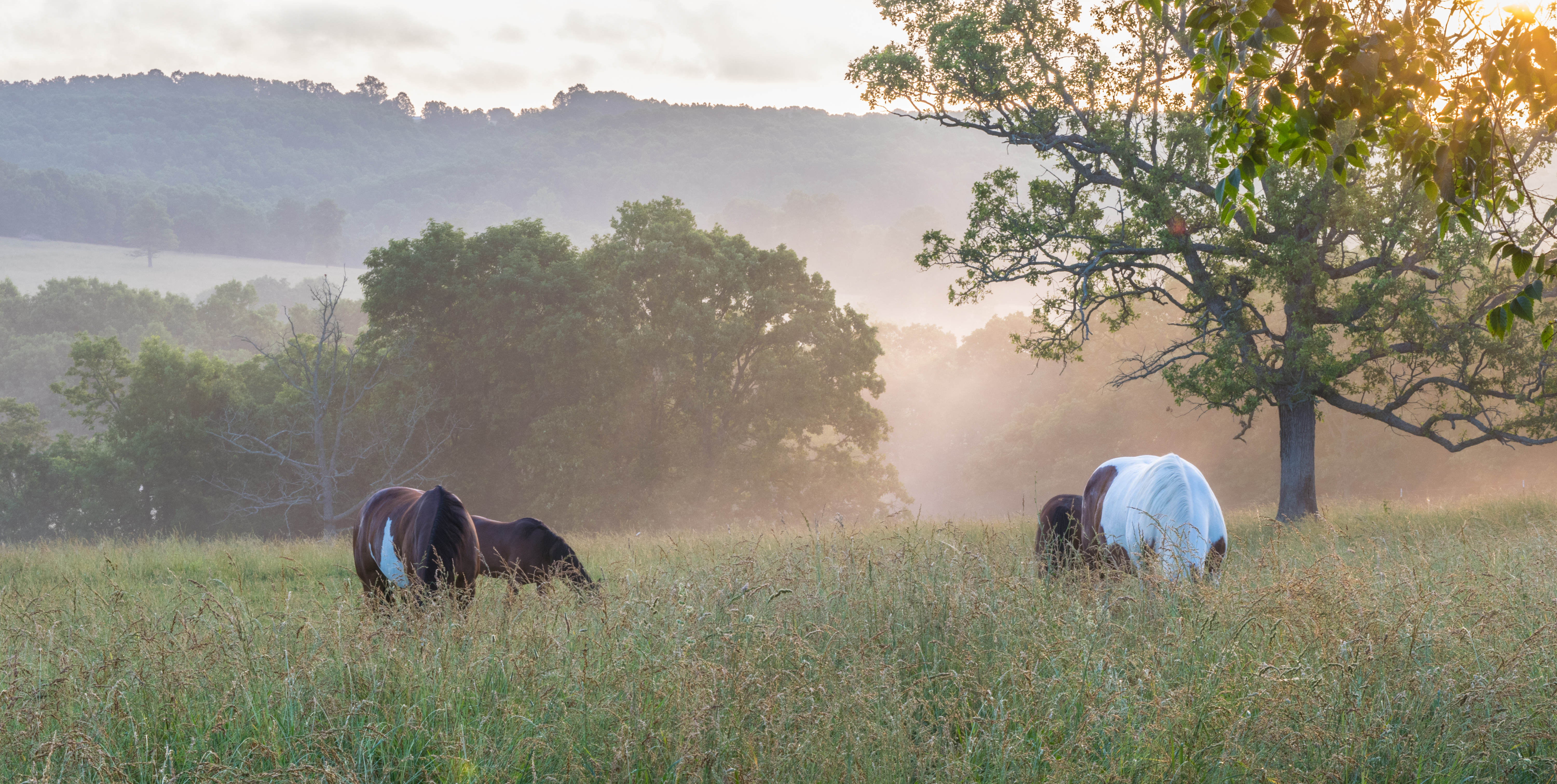 horses grazing in the morning