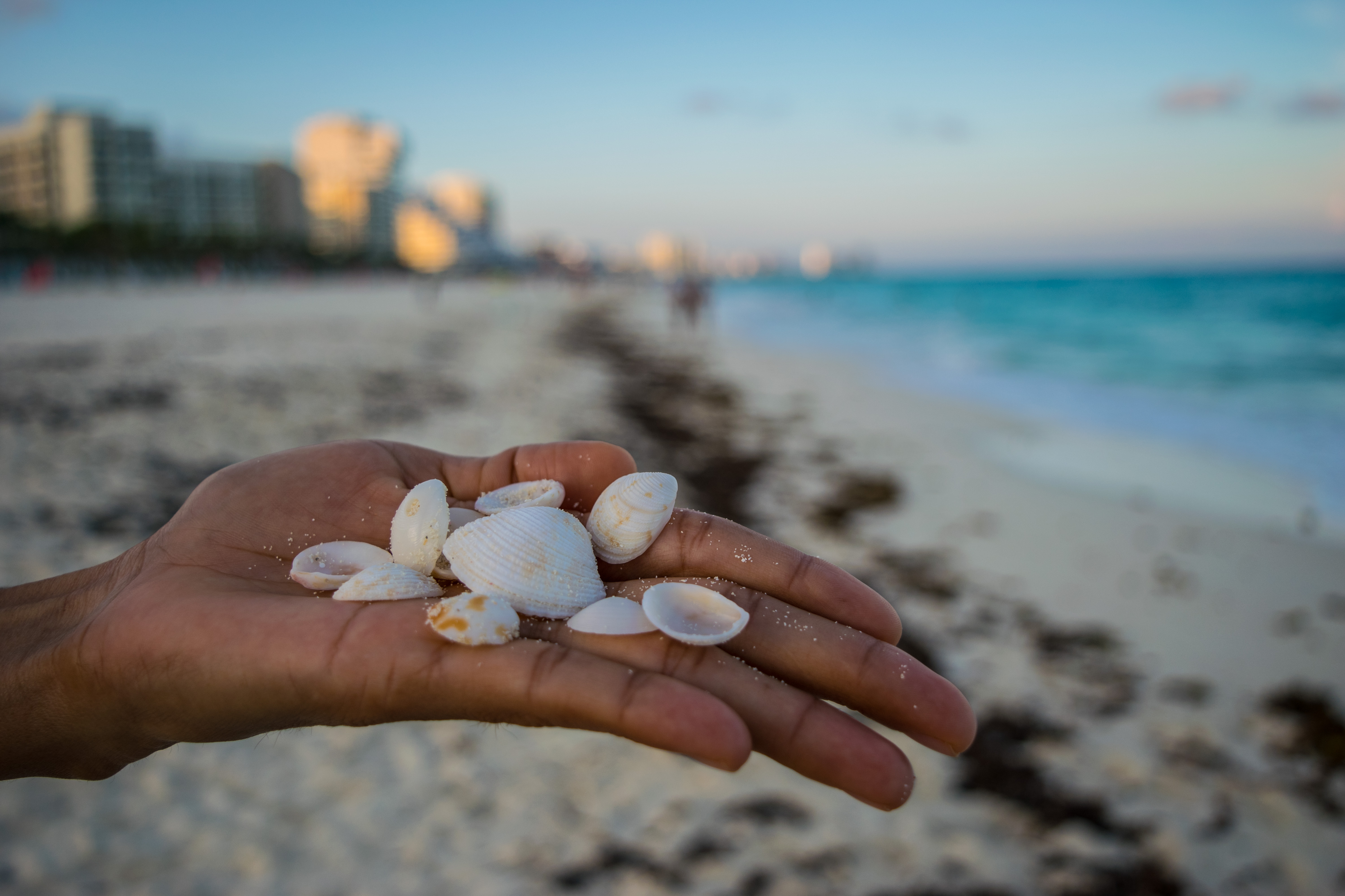 seashells from Playa Marlin