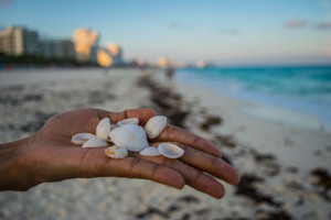 Playa Marlin Seashell Shoot