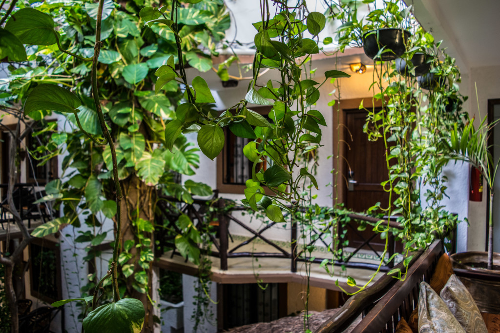 hanging plants