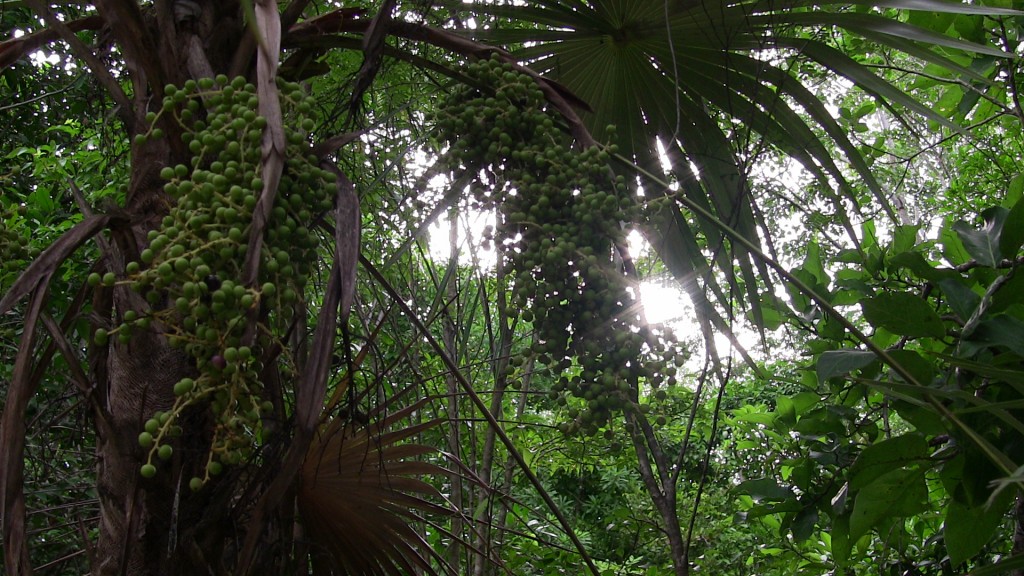 Tree in Parque Kabah