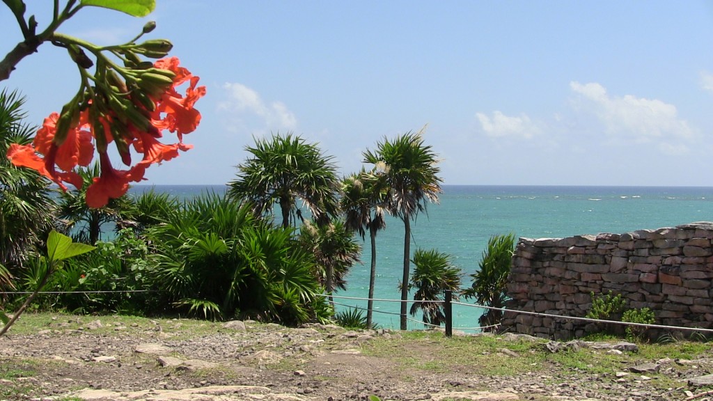 flower and sea