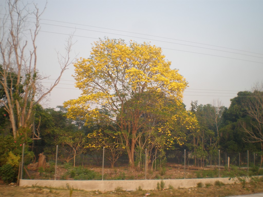 Trees in Tabasco