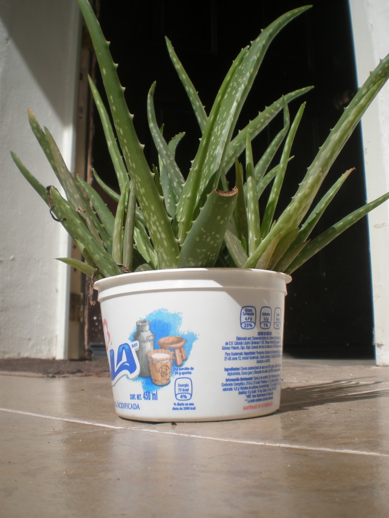 aloe vera in container