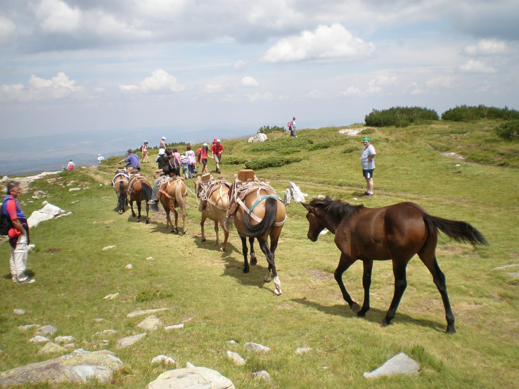 Seven Rila Lakes Horses